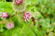 Hoverfly on thistle