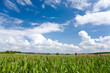 Feld im Sommer