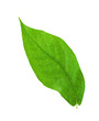 Bright Green Leaf. Isolated On White Background