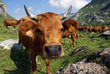 tarentaise