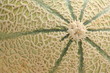 Abstract close up of cantaloupe melon