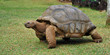 tortue
