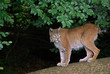 Luchs