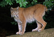 Luchs_gross