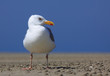 Möwe