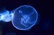 medusas flotando
