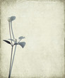 Blue long stem and seed head on grunge background Blue long stem and seed head on grunge background