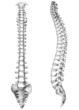 human spine vector