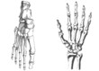 human hand and foot vector