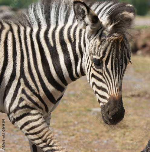 jeune zebre jeune zebre