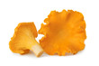 Two chanterelles