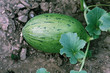 Melón en planta