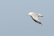 Seagull in flight
