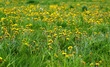 Löwenzahnwiese im Sommer