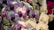 White orchid with purple patches White orchid with purple patches