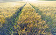 Photo: A rural field on the heights of the Swabian Alb A rural field on the heights of the Swabian Alb