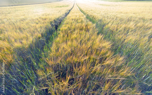 Photo: A rural field on the heights of the Swabian Alb A rural field on the heights of the Swabian Alb