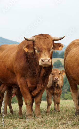 Photo: Animal ferme vache 39 Animal ferme vache 39