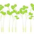 Seedlings