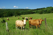Westerwald