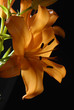 Lilie orange 1