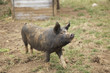Cute young dirty pig  on farm