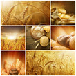 Ziarna zbóż – sielski collage

