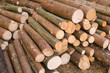 Baumstämme, Holz, Forstwirtschaft