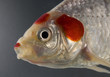 Pet fish