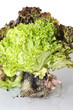 Wurzelsalat