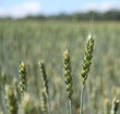 Foto: Wheat field in Estonia Wheat field in Estonia