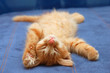 kitten sleeps on the back