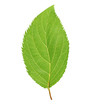 Cherry Leaf. Isolated on white background