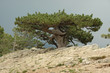 Crimea Pine-tree