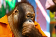 Orangutan