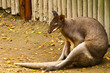 Kangaroo