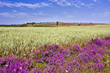 campo de cereales con contraste de colores