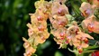 Colourful orchids at an exhibition in Singapore Colourful orchids at an exhibition in Singapore