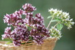 Majoranblüte (Origanum majorana) Heilpflanzen