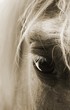auge eines pferdes