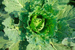 young cabbage head with holes in its leaves