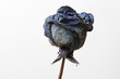 rose bleue