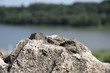 Blick auf den Viljandi järv Blick auf den Viljandi järv