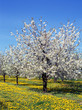 Apfelbaum