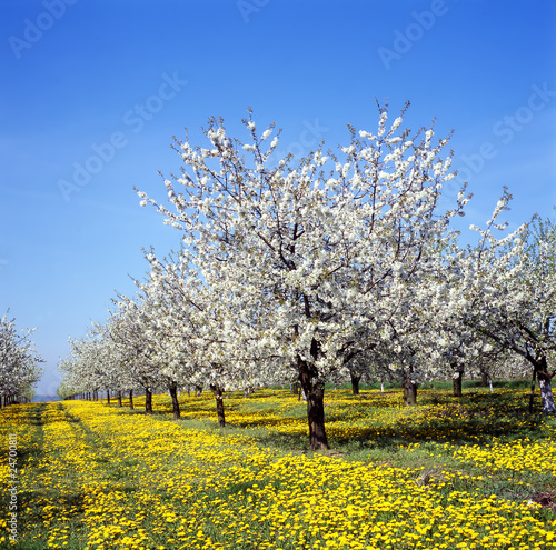 Photo: Apfelbaum Apfelbaum