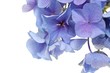 hortensien blüte makro hintergrund
