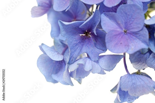Photo: hortensien blüte makro hintergrund hortensien blüte makro hintergrund