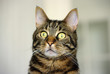 le chat