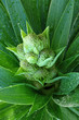 coeur de yucca