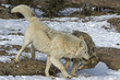 Timber wolves
